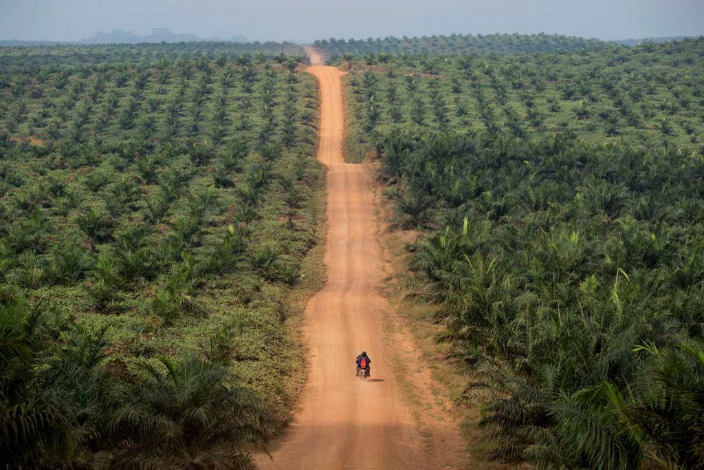 EPO's sprawling plantation in Grand Bassa County, Liberia. A motorcycle drives down a dirt road in between massive rows of plants.