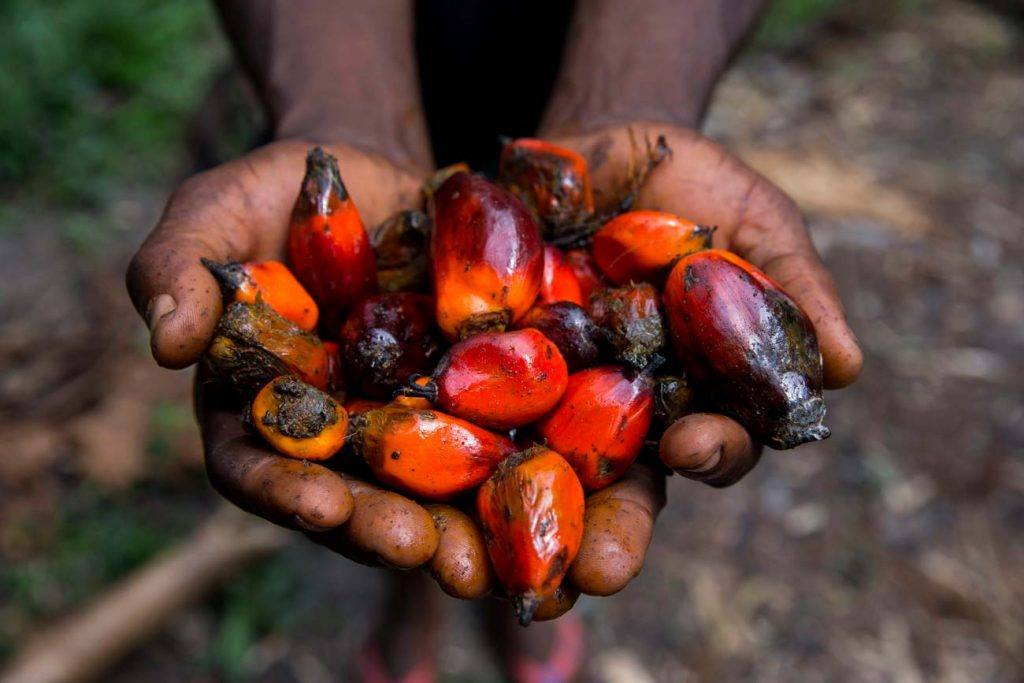 The fruits of oil palm trees in a person's open hands. The fruits are used to make palm oil, a vegetable oil used in cooking as well as numerous commercial products.