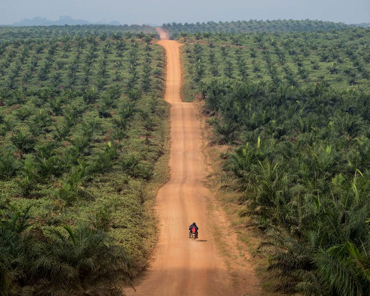 A palm tree oil plantation in Grand Bassa County, Liberia, where the multi-billion dollar palm oil industry is rapidly expanding onto land owned by indigenous communities. When the government tries to lease or sell indigenous lands to palm oil companies, AJWS grantee Sustainable Development Institute (SDI) helps the communities stand up for themselves and defend their rights. (Photo by Jonathan Torgovnik)