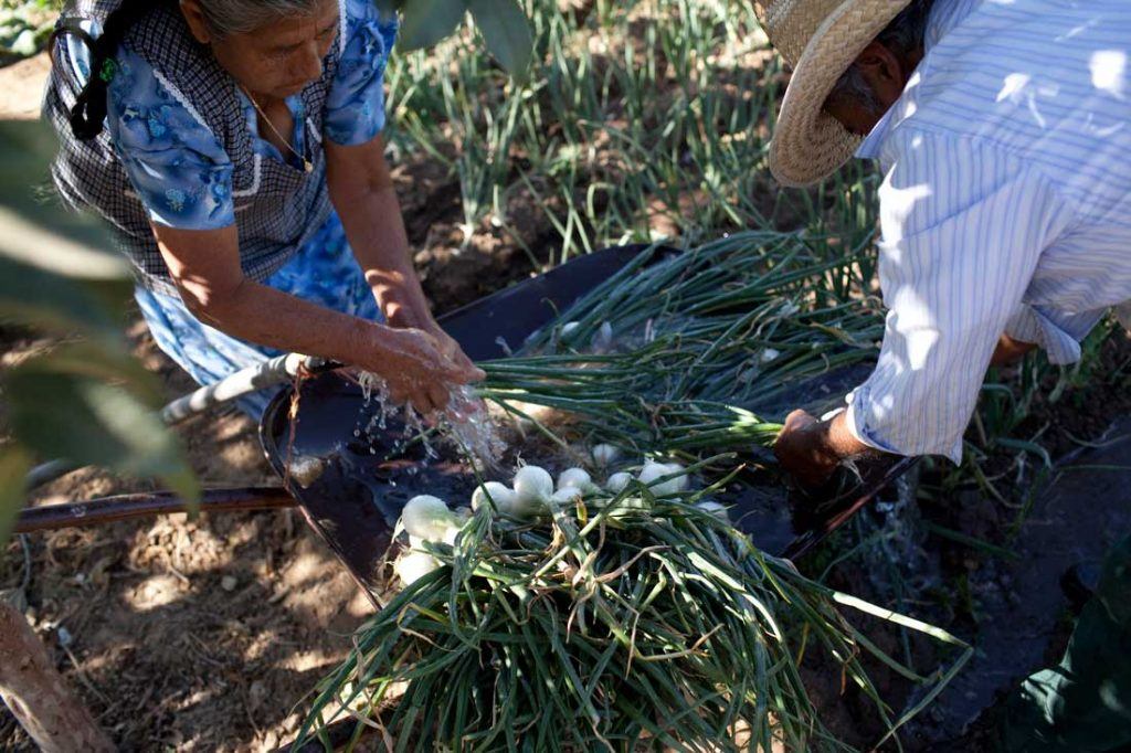 Emiliano Sanchez Contreras and his wife Irene Martinez Gonzalez wash freshly harvested onions in a wheelbarrow beside their field They allow the water from washing to run off the wheelbarrow and into the field for irrigation, in an effort to conserve water. Emiliano he has had to dig his well deeper and deeper in recent years. Photo by Evan Abramson.