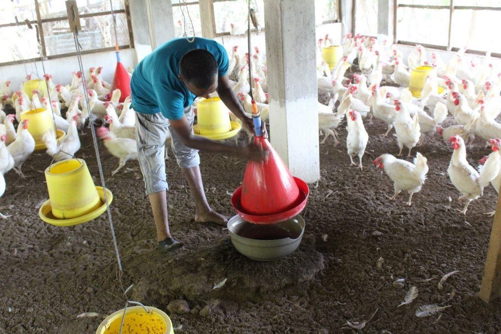 A Sri Lankan man tends to his chickens, a vital source of income for him and his family, thanks to livelihood support from AJWS grantee CPPHR. Photo by CPPHR