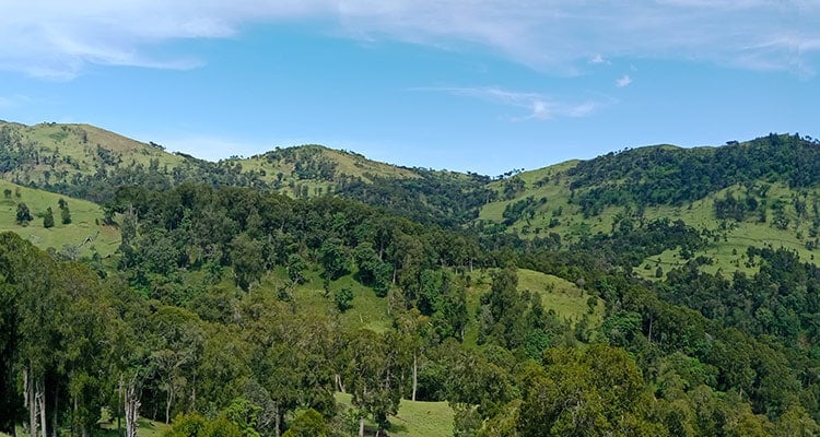 forest landscape