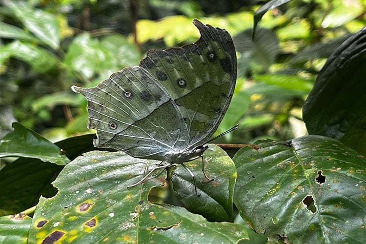 green butterfly